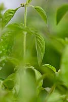 Ocimum americanum - Basilic citron vert