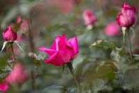 Rosa 'Buxom Beauty', Rosebie Morton, ferme de fleurs, Hampshire