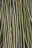 Un paquet de saule écarlate - Salix alba var. vitellina 'Britzensis'