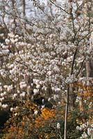 Amelanchier lamarckii - Serviceberry européenne - avril
