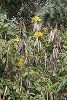 Tecoma stans avec fleurs et gousses - Yellow Bells - Ethiopie