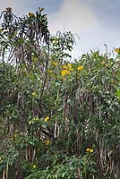 Tecoma stans avec fleurs et gousses - Yellow Bells - Ethiopie