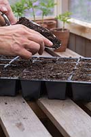 Recouvrir les graines d'Aquilegia d'une fine couche de compost