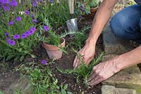 Planter des boutures de romarin rampantes dans un parterre de jardin