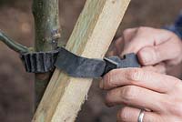 Fixation du poteau en bois au pommier à l'aide d'une attache d'arbre souple