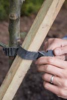 Fixation du poteau en bois au pommier à l'aide d'une attache d'arbre souple