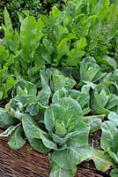 Brassica oleracea var. capitata - Chou et Armoracia rustiqueana - Raifort poussant en bordure de légumes surélevés