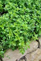 Origanum vulgare - Origan en spirale d'herbes