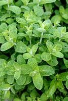Mentha x rotundifolia - Fausse pomme menthe