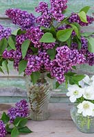 Syringa vulgaris et Anemone coronaria 'The Bride' dans des vases