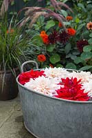 Fleurs coupées de Dahlia 'Cafe au Lait' et Dahlia 'Babylon Red' flottant dans un bassin d'eau
