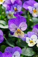 Viola cornuta 'Endurio Lavender'