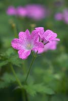 Geranium endressii