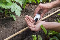 Vidage des graines de brocoli 'Late Purple Sprouting' dans la paume de la main