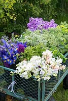 Fleurs récoltées dans une remorque - Lathyrus odoratus - Sweet Pea, Iris, Ammi majus, Hesperis matronalis - Sweet Rocket et Euphorbia