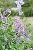 Lathyrus - Sweet Pea 'Charlie's Angel'