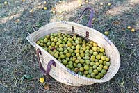 Prunus-Récolte de mirabelles dans un panier en osier - France, Lorraine, Eté