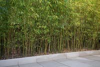 Bambou haut planté dans un parterre de patio pour bloquer la vue de la maison des voisins