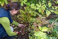 Couper le Paeonia 'Wol's Red Seedling' au niveau du sol