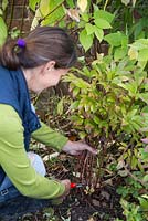 Couper le Paeonia 'Wol's Red Seedling' au niveau du sol