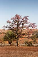 Bombax ceiba - Arbre en coton de soie rouge