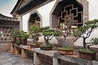 Rangée de bonsaïs en pots sur une table en pierre dans le jardin de la cour - Jardin de la famille Zhu, Jianshui Ancient Town, Chine