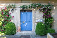 Entrée de la maison avec porte en bois bleu, sphères de buis, rosiers grimpants et lion en terre cuite, Rosa 'Raubritter', Rosa 'Red Eden', Buxus, Clematis 'Rouge Cardinal '.