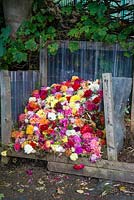 Un tas de compost coloré de Dahlia