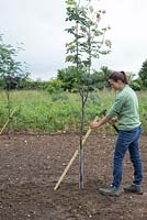 Ajout d'un poteau en bois pour soutenir Sorbus pseudohupehensis 'Pink Pagoda' à mesure qu'il grandit