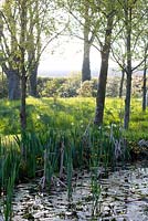 Une vue sur l'étang inférieur à travers le jardin boisé avec Aponogeton distachyos - l'eau d'aubépine dans les champs au-delà.