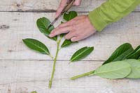 Couper les feuilles restantes en deux, ce qui aidera à favoriser la croissance des racines