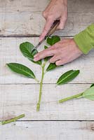 Couper les feuilles restantes en deux, ce qui aidera à favoriser la croissance des racines