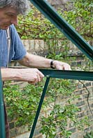 Homme remontant le cadre en aluminium de la serre à l'aide d'un tourne-écrou hexagonal de 10 mm. Avril, printemps.