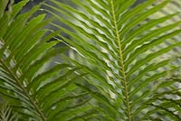 Blechnum gibbum. Fougère. Hampton Court Flower Show 2016.