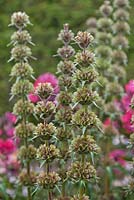 Morina longifolia après la floraison - Fleur de verticille de l'Himalaya