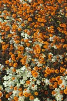 Prairie de fleurs sauvages d'Ursinia cakilefolia, Grielum humifisum et Felicia - Parachute Daisy aux yeux brillants - août, Namaqualand, Afrique du Sud