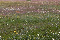 Prairie d'Ursinia cakilefolia, Arctotis acaulis, Felicia amelloides et Osteospermum pinnatum - août, Hantam National Botanic Gardens, Afrique du Sud