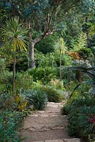 La rive méditerranéenne avec Cordyline 'Torbay Dazzler', eucalyptus, palmiers, plantes succulentes et autres plantes bénéficiant d'une pente sèche, ensoleillée et bien drainée au jardin subtropical d'Abbotsbury