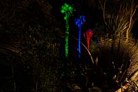De grands palmiers Chusan, Trachycarpus fortunei, éclairés par des lumières vertes, bleues et rouges à Abbotsbury Subtropical Gardens en octobre