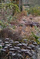 Parterre de fleurs givrées avec des sedums, astrantia et artichauts du globe dans le jardin du puits au jardin de l'Évêché, Wells un matin de novembre