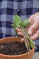 Salvia patens boutures semi-mûres tenues dans une main