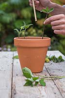 Plantez les boutures de Salvia patens dans le pot en vous assurant qu'elles sont également espacées