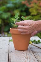 Plantez les boutures de Salvia patens dans le pot en vous assurant qu'elles sont également espacées