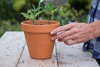 Arrosez les boutures de Salvia patens fraîchement plantées