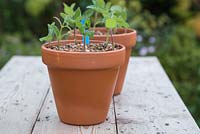 Pots jumeaux contenant des boutures semi-mûres de Salvia patens