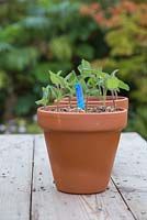 Pots jumeaux contenant des boutures semi-mûres de Salvia patens