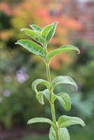 Boutures saines semi-mûres de Salvia patens