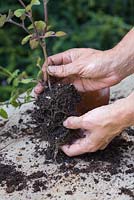Retirer les boutures de Salvia patens du pot et les séparer soigneusement