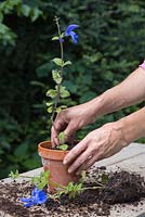 Pot sur les boutures semi-mûres de Salvia patens
