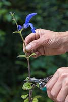 Retirez la moitié supérieure des boutures de Salvia patens pour encourager la plante à sortir.
